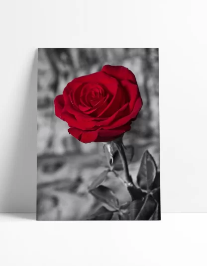 Quadro Decorativo Floral Flor Rosa Vermelha SKU: 106p