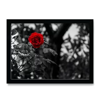 Quadro Decorativo Flor Rosa Vermelha - SKU: 151pb