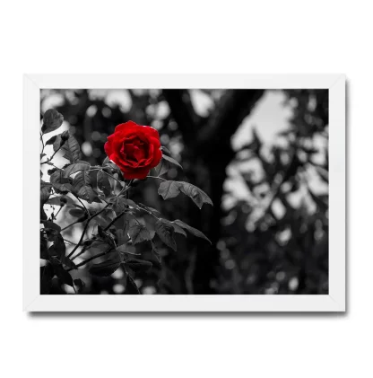 Quadro Decorativo Flor Rosa Vermelha - SKU: 151pb