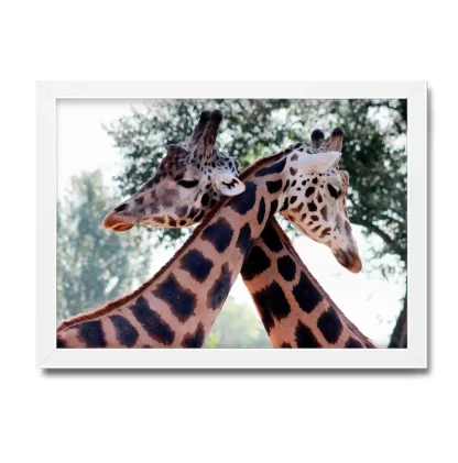 Quadro Decorativo Girafas - SKU: 170pb