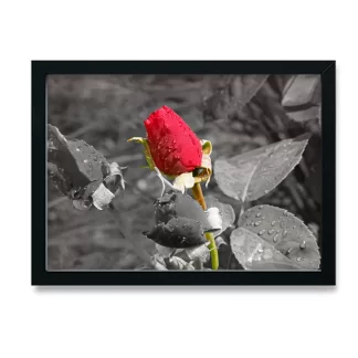 Quadro Decorativo Floral Flor Rosa Vermelha - SKU: 193pb