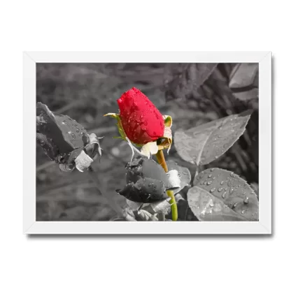 Quadro Decorativo Floral Flor Rosa Vermelha - SKU: 193pb