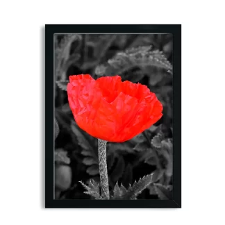 Quadro Decorativo Floral Flor Vermelha - SKU: 219pb