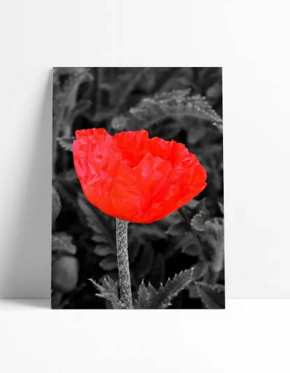 Quadro Decorativo Floral Flor Vermelha - SKU: 219pb