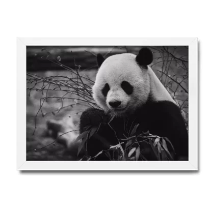 Quadro Decorativo Urso Panda - SKU: 233g